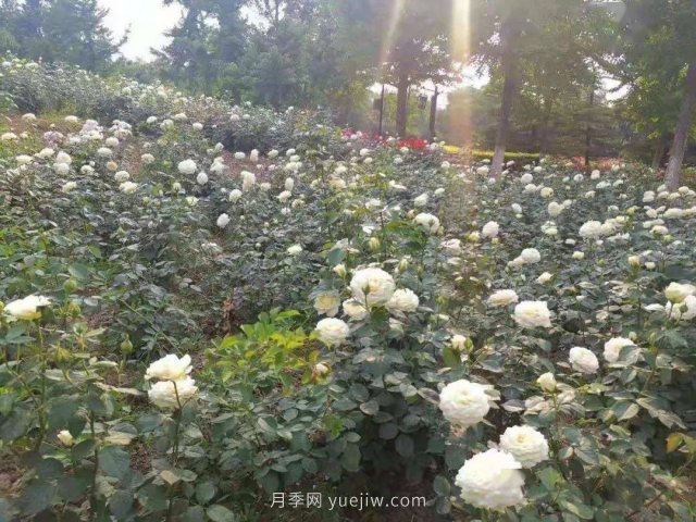 北京南海子公園近8萬(wàn)株月季花美麗盛開(圖3)