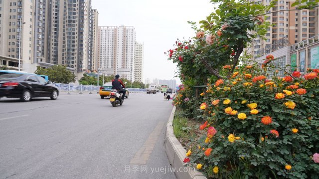 六月南陽(yáng)街頭的月季花讓人心動(dòng)(圖5)