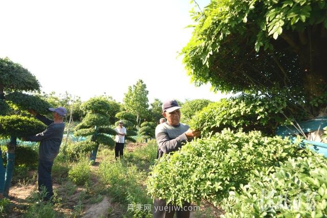 河北邢臺：景觀苗木助增收(圖4)