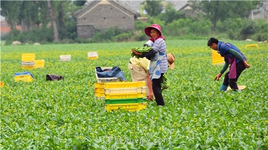 南陽鎮(zhèn)平：小菜苗育出鄉(xiāng)村振興新希望(圖1)