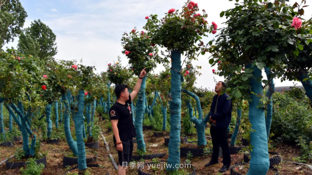 古樁月季繁花似錦，美麗經(jīng)濟(jì)花開鎮(zhèn)平(圖1)