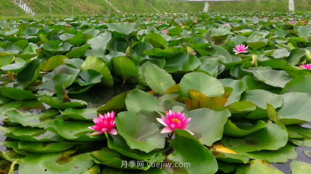 古樁月季繁花似錦，美麗經(jīng)濟(jì)花開鎮(zhèn)平(圖3)