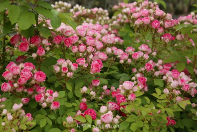 胭脂扣月季，多季開花的藤本，花期長，單枝條開花幾十朵(圖2)