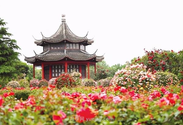 看月季賞艾草 南陽臥龍區(qū)七里園鄉(xiāng)達士營村開街迎賓(圖1)