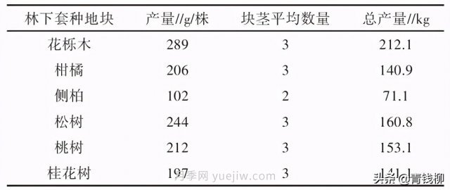 不同樹(shù)種林下套種黃精種植技術(shù)初探(圖3)