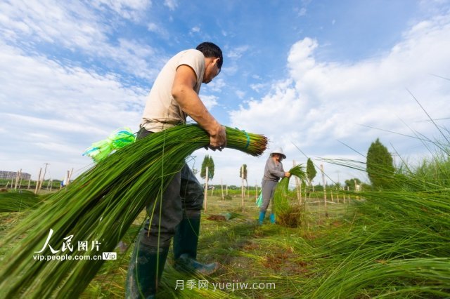 浙江寧波：藺草收割進(jìn)行時(shí)(圖2)