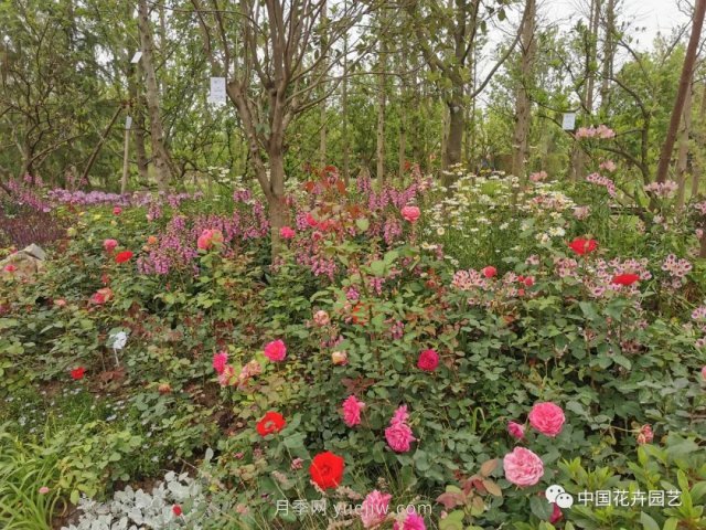 第十屆花博會，＂中州花語 盛世繁華＂演繹河南文化(圖2)