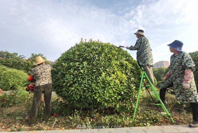 南陽綠地：修剪綠植 提升“顏值”(圖1)