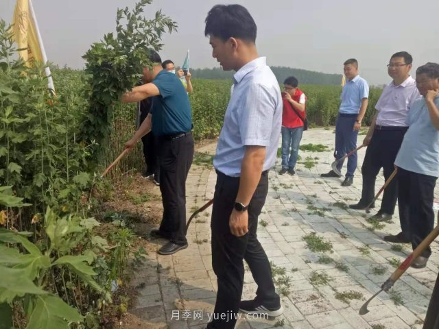 第二屆道地“南陽(yáng)艾”采收節(jié)在社旗縣大馮營(yíng)鎮(zhèn)舉辦(圖3)