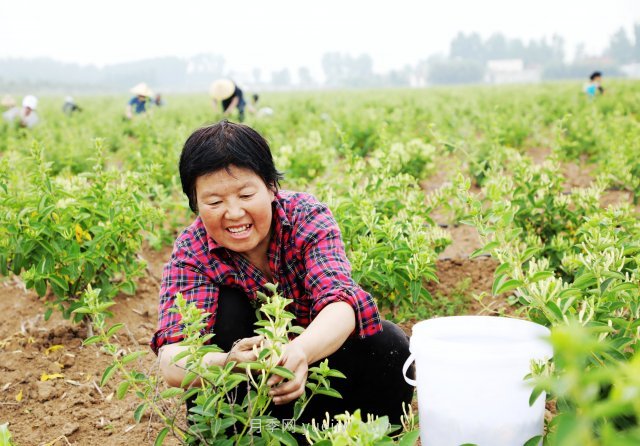 南陽中藥材：種植金銀花 致富“好藥方”(圖3)