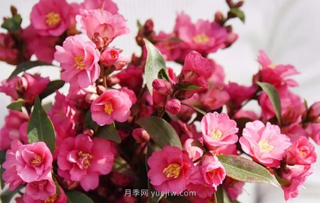 茶花養(yǎng)護就這么做，開花大又艷(圖1)