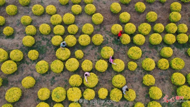 河北遵化：培育景觀苗木“錢”途大(圖3)