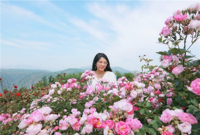 鄭州伏羲山百畝玫瑰花盛放，上萬株玫瑰美成了畫(圖7)