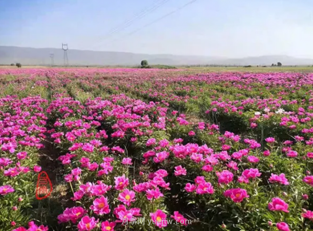 朔州朔城區(qū)：千畝芍藥競相開 繁花似錦邀你來(圖1)