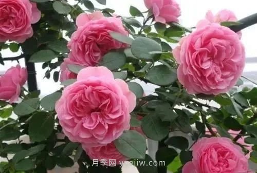 推薦花友必養(yǎng)的5大藤本月季和5大灌木月季品種，花美好養(yǎng)(圖4)