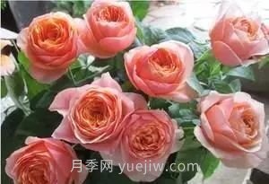 推薦花友必養(yǎng)的5大藤本月季和5大灌木月季品種，花美好養(yǎng)(圖10)