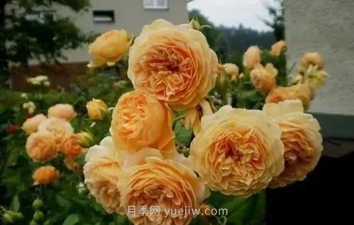 推薦花友必養(yǎng)的5大藤本月季和5大灌木月季品種，花美好養(yǎng)(圖3)