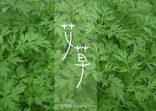 南陽(yáng)鎮(zhèn)平：盧醫(yī)鎮(zhèn)以龍頭企業(yè)+基地發(fā)展助力鄉(xiāng)村振興(圖1)