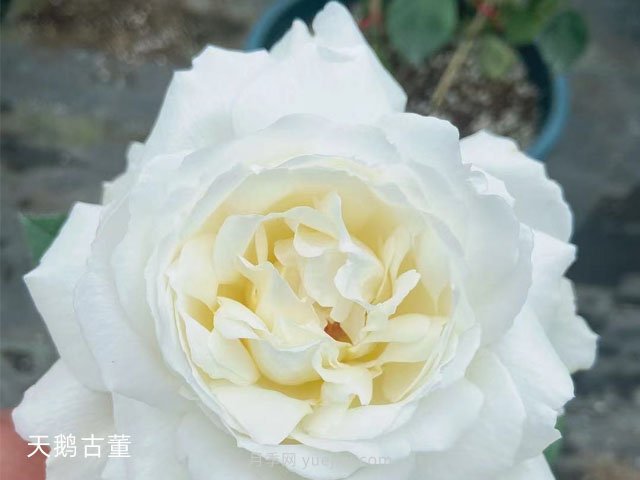 推薦9大白色系月季品種，純凈潔白的花花世界(圖7)