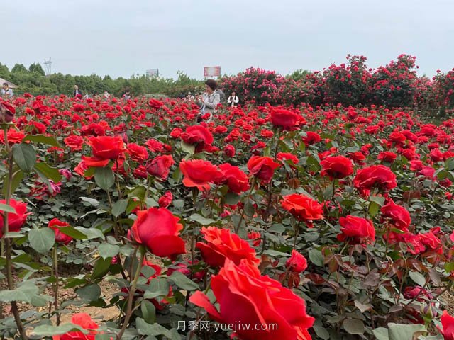 多雨又高溫的7月，月季養(yǎng)護(hù)需要注意些什么？(圖1)