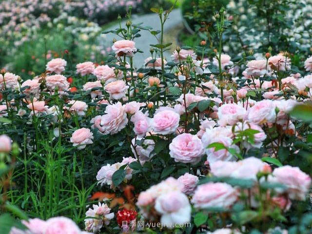 奧斯汀月季園，湖州一個(gè)國內(nèi)頂級(jí)的月季花園(圖1)