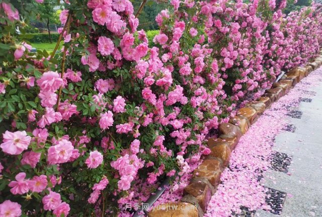 長春月季花海 浪漫“打卡地”(圖1)