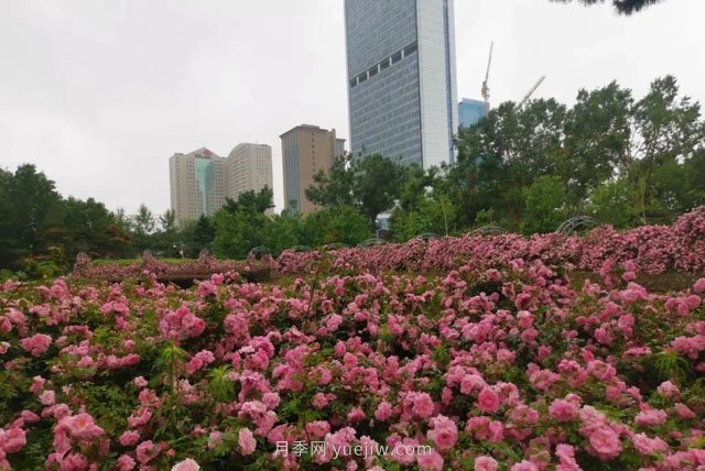 長春月季花海 浪漫“打卡地”(圖2)