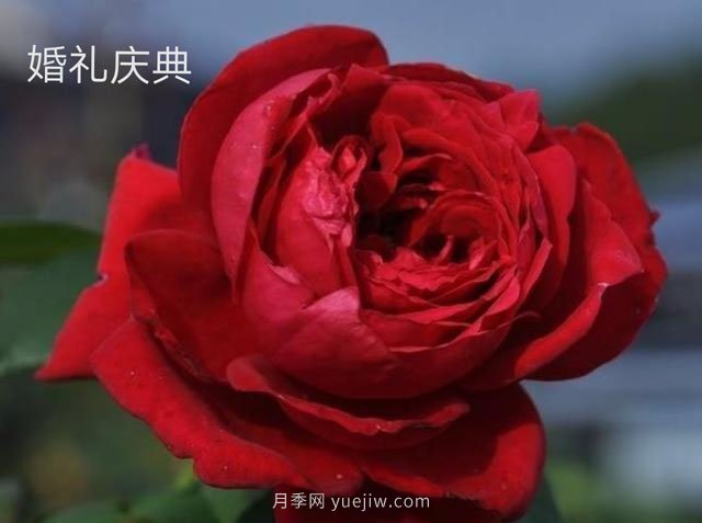 婚禮慶典月季(圖1)