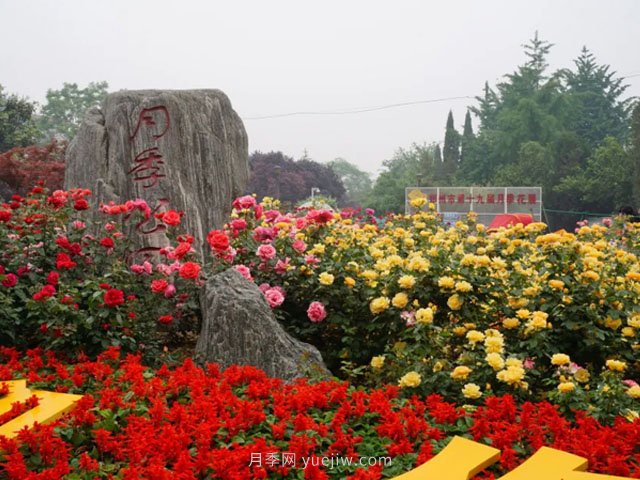 賞鄭州月季公園，相看誰有此花香(圖3)