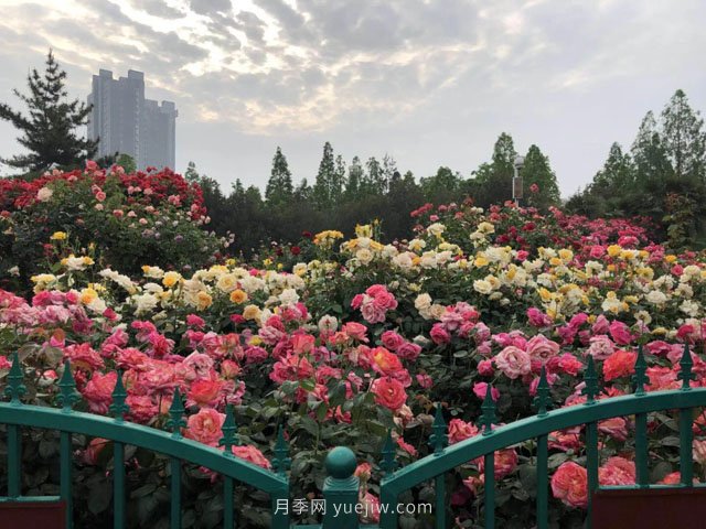 賞鄭州月季公園，相看誰有此花香(圖2)