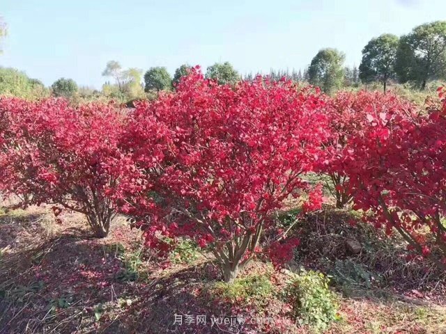 火焰衛(wèi)矛盆栽苗的修剪技巧和養(yǎng)護管理要點(圖1)