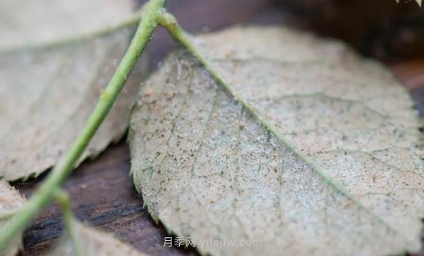 紅蜘蛛，夏季月季頭號害蟲，有一整套防治方法(圖1)