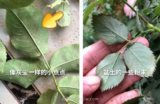 紅蜘蛛，夏季月季頭號害蟲，有一整套防治方法(圖2)