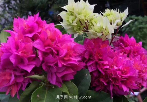 夏季養(yǎng)花要選對品種，推薦6種花卉適合高溫(圖1)