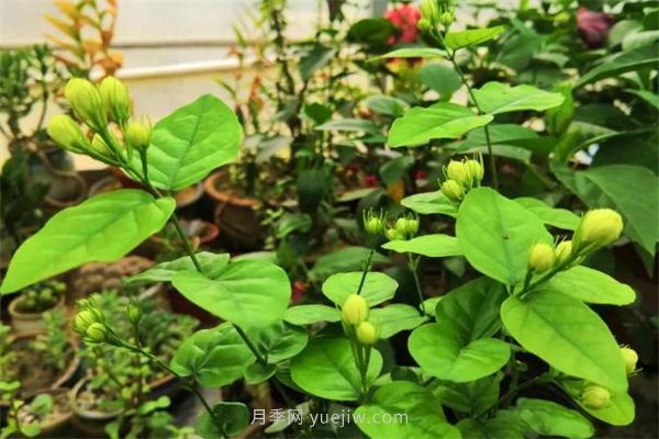 夏季養(yǎng)花要選對品種，推薦6種花卉適合高溫(圖2)