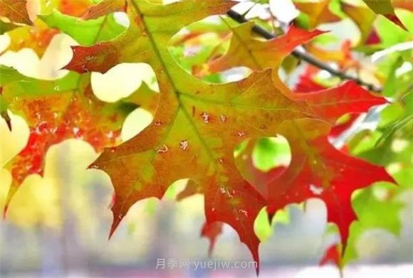 園林景觀中的12個(gè)紅葉苗木有哪些？(圖8)