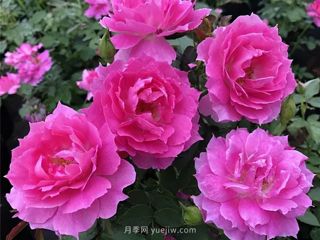 耐曬耐熱花型飽滿，7月適合養(yǎng)的4個月季品種推薦(圖3)