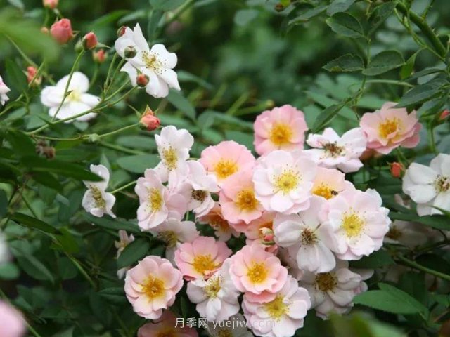 養(yǎng)賣花姑娘月季，花朵粉嫩可愛，留一個美麗(圖1)