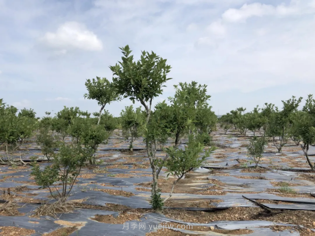 臨沂莒南北美冬青苗圃基地，可以做出上億產(chǎn)值(圖3)