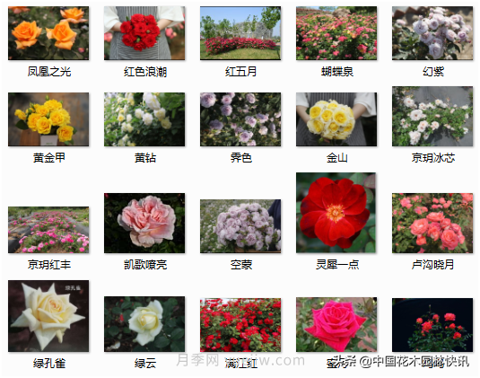 月季創(chuàng)新聯(lián)盟評(píng)出百個(gè)月季品種 百年百花獻(xiàn)禮建黨百年(圖8)