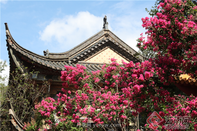 昆明300年古樹紫薇盛夏綻放花景美(圖4)