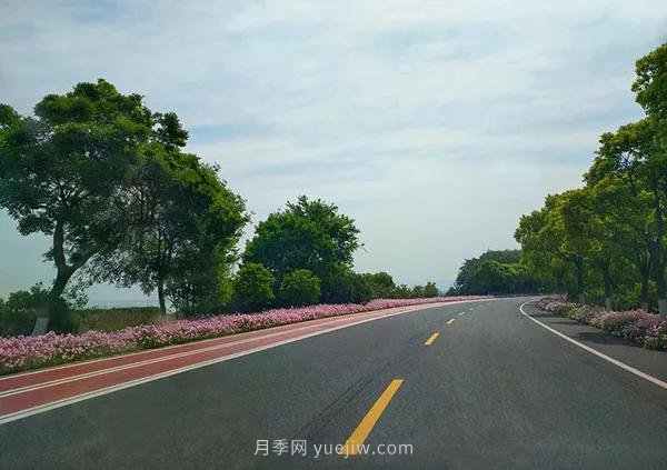 2021年城鄉(xiāng)道路綠化主要選用這些苗木(圖3)