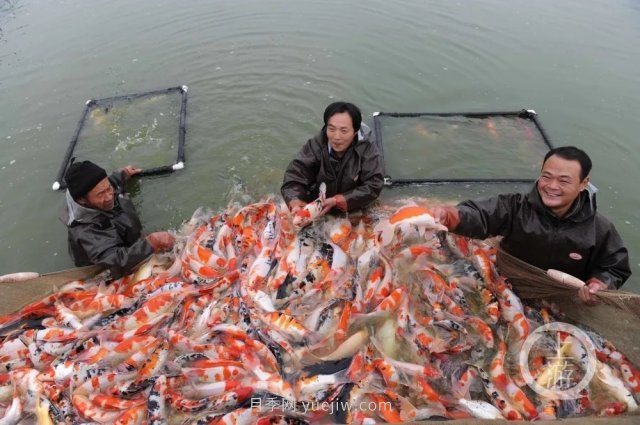 南陽鎮(zhèn)平：“中國錦鯉**村”的三代養(yǎng)魚人(圖3)