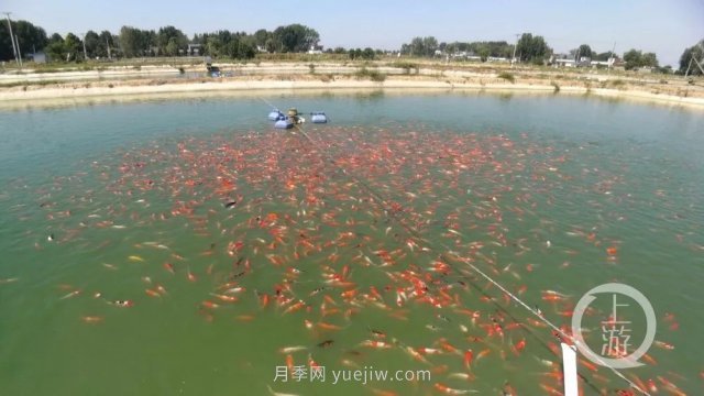 南陽鎮(zhèn)平：“中國錦鯉**村”的三代養(yǎng)魚人(圖1)