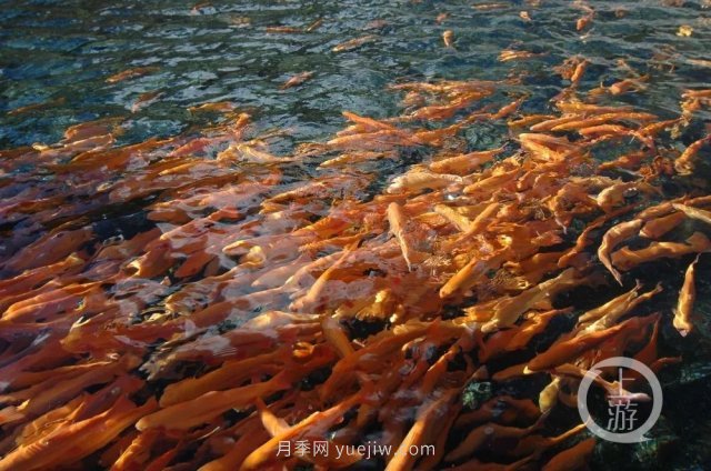 南陽鎮(zhèn)平：“中國錦鯉**村”的三代養(yǎng)魚人(圖4)