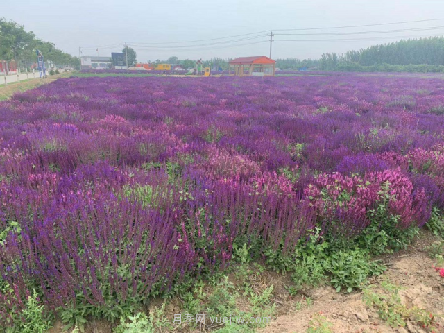 聊城芳香文化博覽園，鄉(xiāng)村振興巾幗示范基地(圖4)