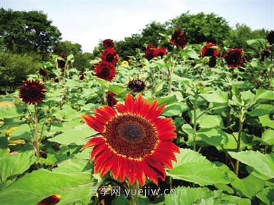 2021年鄭州植物園向日葵花展，6萬(wàn)余株葵花向陽(yáng)而開(kāi)(圖1)