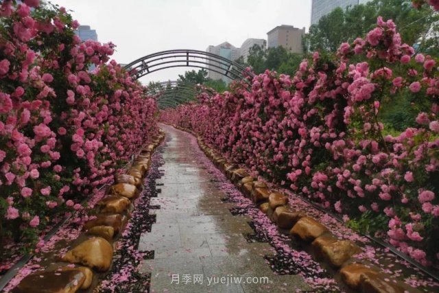 長春市兒童公園：3萬余株月季花競相綻放(圖4)