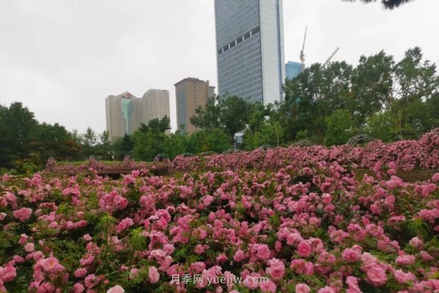 長春市兒童公園：3萬余株月季花競相綻放(圖1)