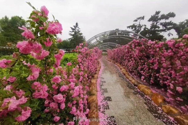 長春市兒童公園：3萬余株月季花競相綻放(圖3)